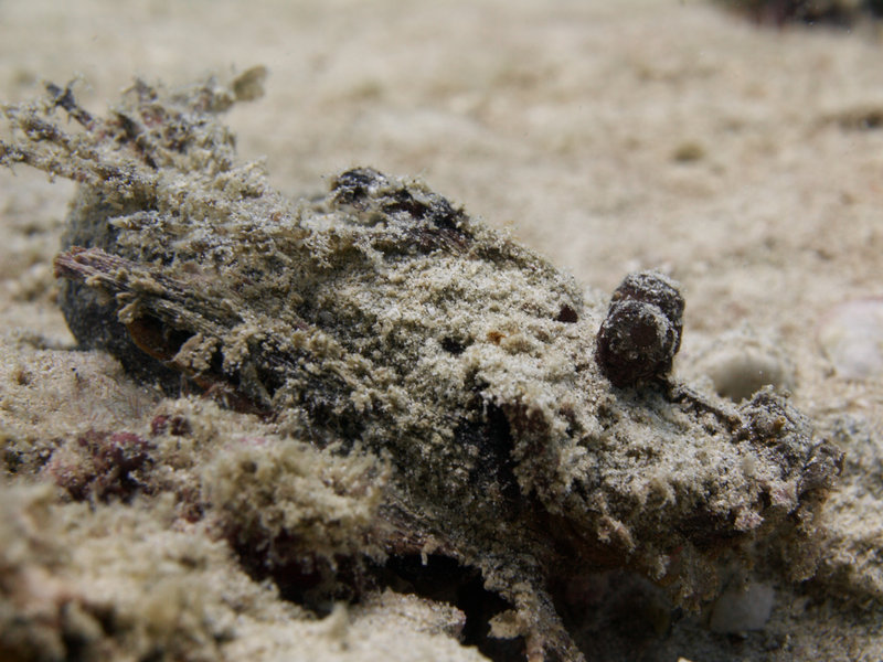 Scorpion Fish, Natural Light